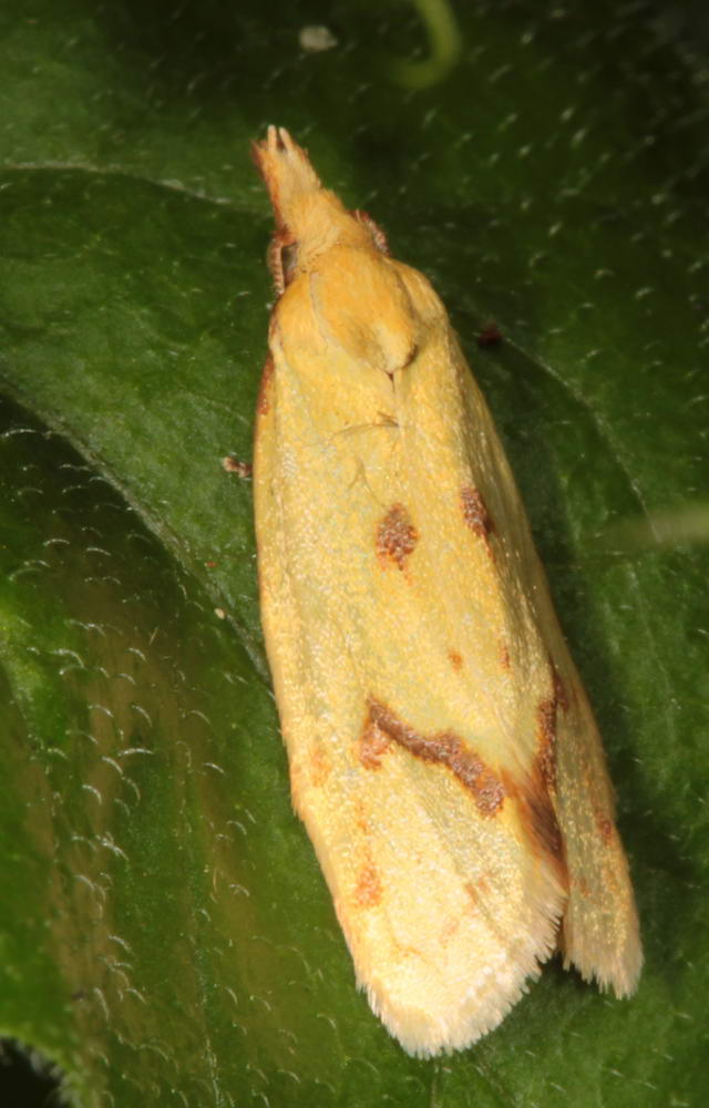 Jérémie Lemarié - Agapeta hamana - réf. 89389 (640 x 1000 pixels, 68 ko)