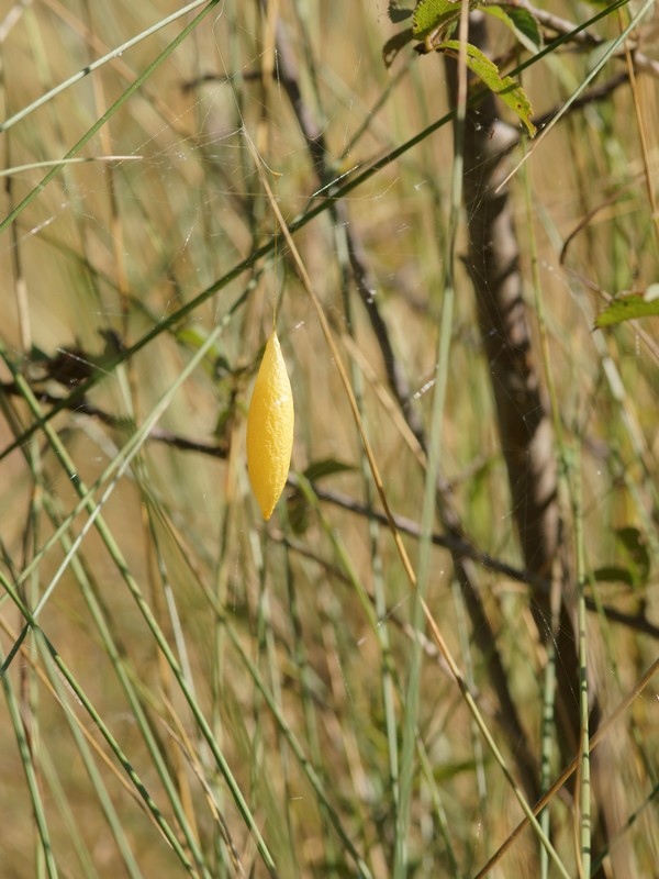 Pierre Gros - Cyrtarachne ixoides - réf. 89361 (600 x 800 pixels, 164 ko)