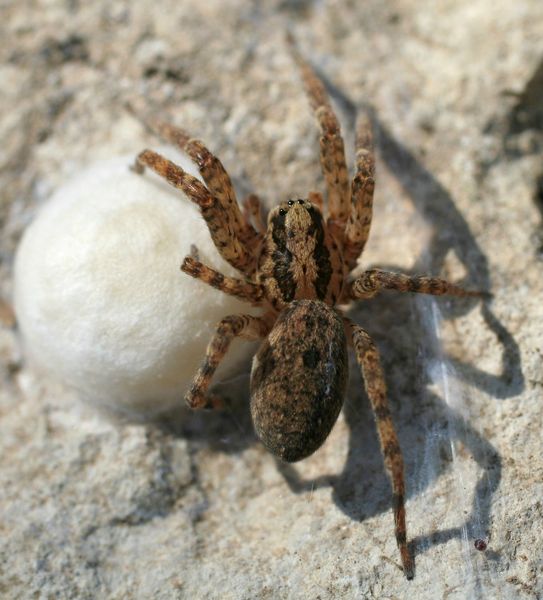 Anne Forgues - Zoropsis media - réf. 89619 (543 x 600 pixels, 52 ko)