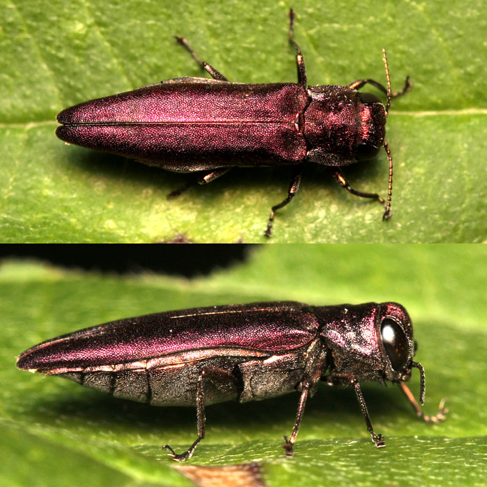 Vincent Derreumaux - Agrilus (Sinuatiagrilus) sinuatus - réf. 89674 (1000 x 1000 pixels, 205 ko)