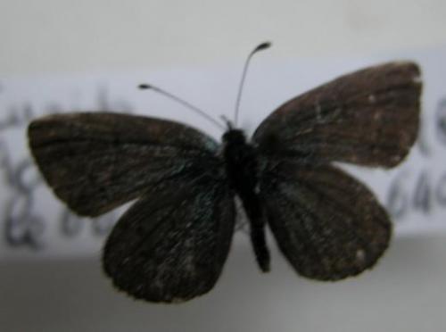 Cupido minimus