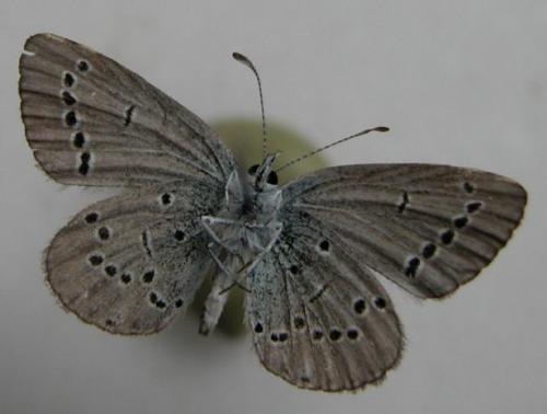 Cupido minimus