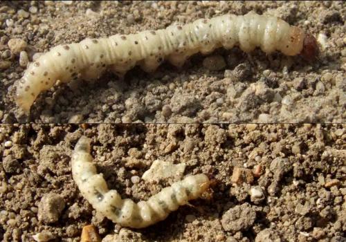 insecte qui mange les racines des salades 
