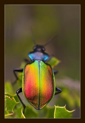 Calosoma sycophanta