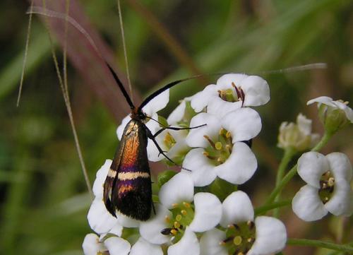 Adela australis