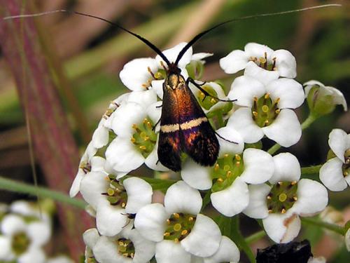 Adela australis