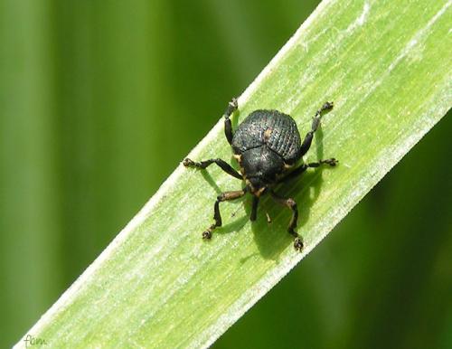 Réf. 9 312 : Mononychus punctumalbum