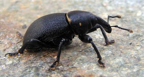 Liparus coronatus