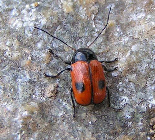 Réf. 9 464 : Cryptocephalus bipunctatus