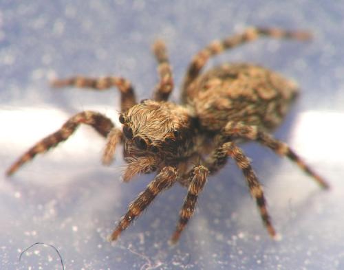 Pseudeuophrys lanigera