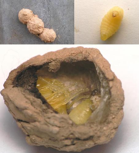 Eumenes sp.