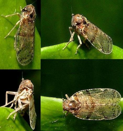 Cixius distinguendus