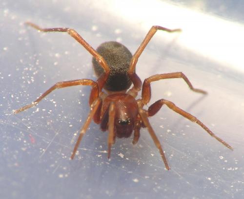 Zodarion sp.