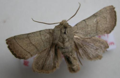 Réf. 9 099 : Charanyca trigrammica