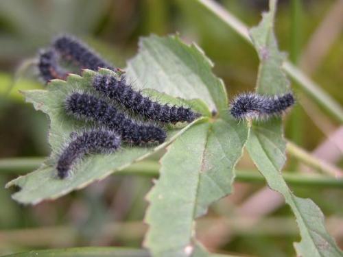 Saturnia pavonia