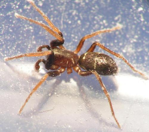 Micaria sp.