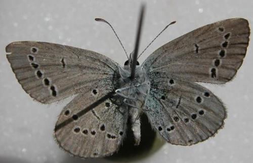 Cupido minimus