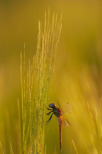 Sympetrum fonscolombii