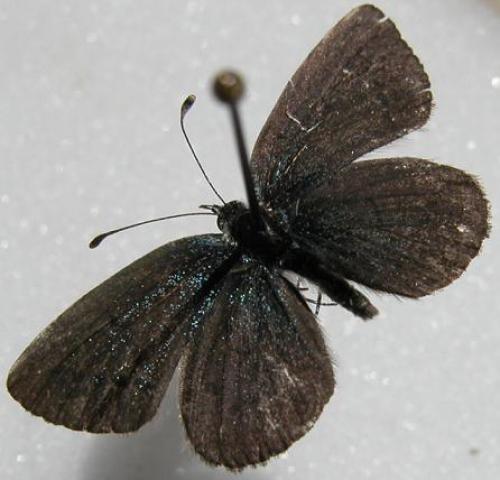 Cupido minimus