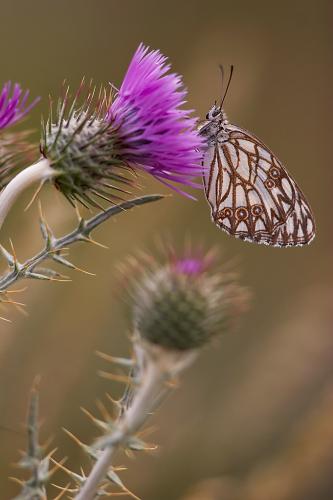 Melanargia occitanica