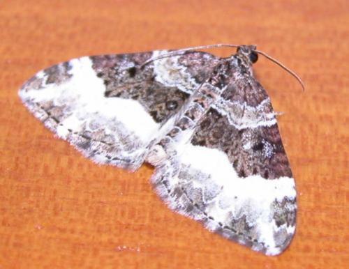Euphyia unangulata