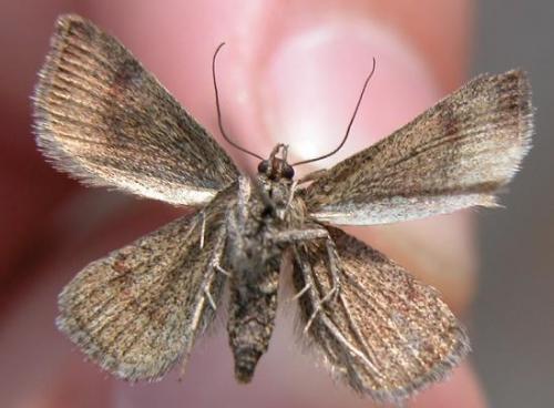 Phytometra viridaria