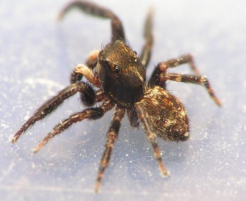 Réf. 9 738 : Pseudeuophrys erratica
