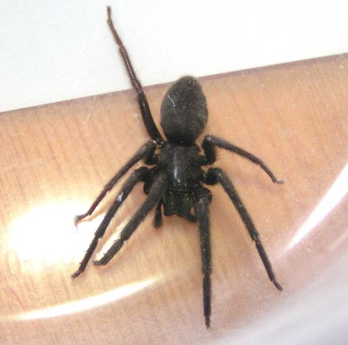 Segestria florentina