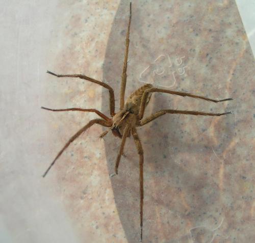Pisaura mirabilis