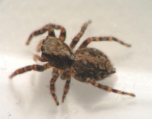 Pseudeuophrys lanigera