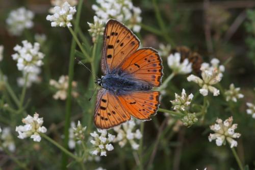 Réf. 9 068 : Lycaena alciphron