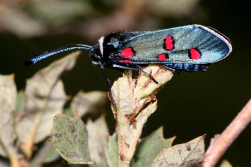 Zygaena lavandulae