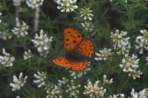 Réf. 9 069 : Lycaena alciphron