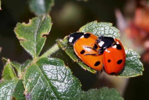 Coccinella septempunctata
