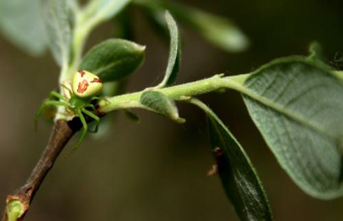 Ebrechtella tricuspidata