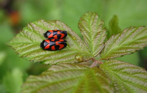 Cercopis vulnerata