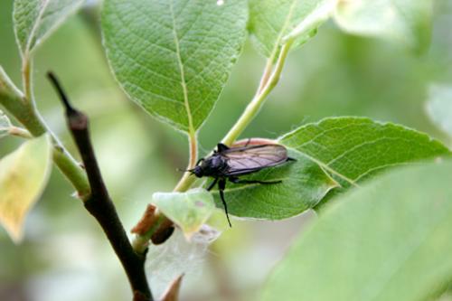 Empis sp.