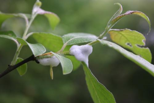 Aphrophora alni