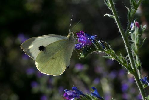 Pieris brassicae
