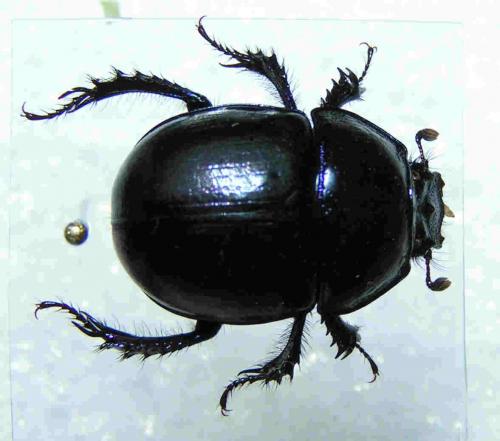 Anoplotrupes stercorosus