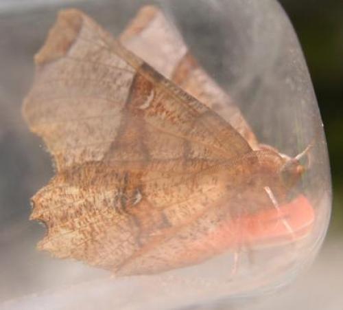 Réf. 9 291 : Selenia lunularia
