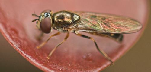 Réf. 9 242 : Platycheirus scutatus