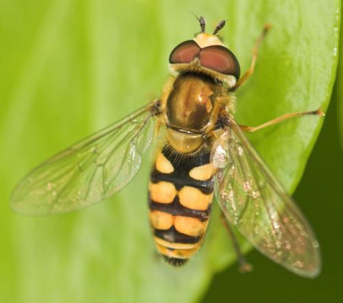 Réf. 9 316 : Eupeodes corollae