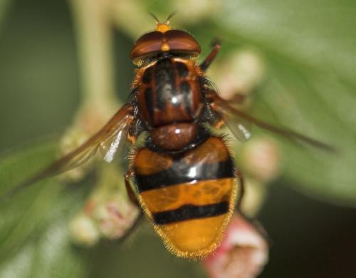 Volucella zonaria