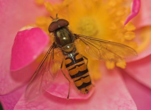 Réf. 9 583 : Episyrphus balteatus