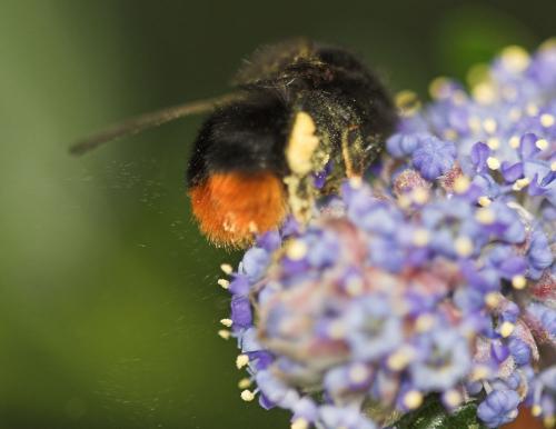 Réf. 9 584 : Bombus lapidarius