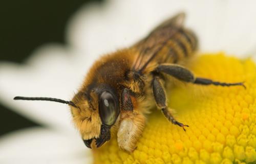 Megachile sp.
