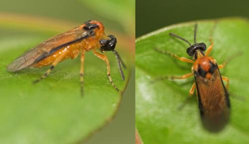 Réf. 9 576 : Athalia rosae
