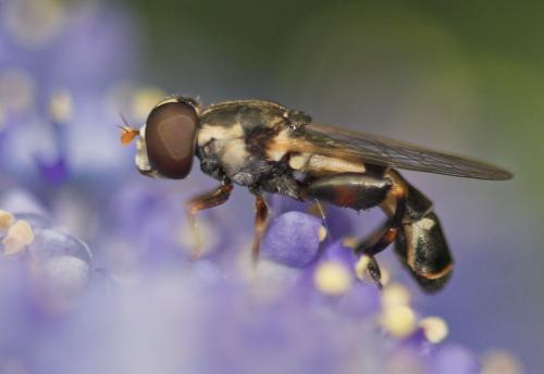 Réf. 9 581 : Syritta pipiens
