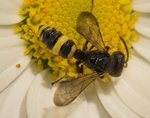 Réf. 9 966 : Cerceris rybyensis